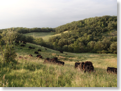 Cattle Sams Coulee